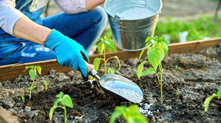 Summer Gardening Tips – 2024 Hot Weather